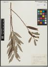 Foto von Salix alba subsp. vitellina (L.) Arcang. x Salix fragilis L.